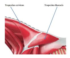 base of neck